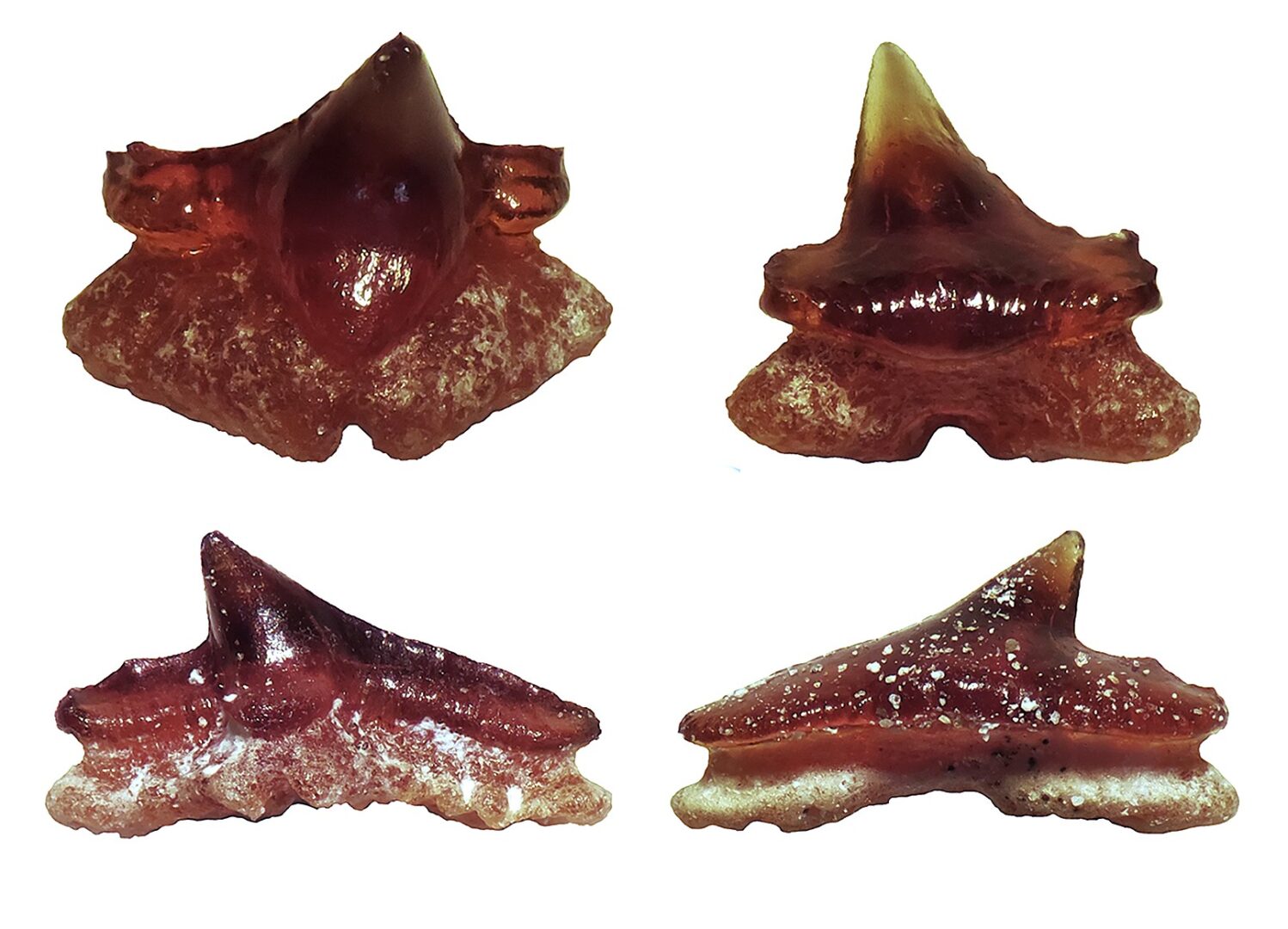 Dientes fósiles de Pochitaserra patriciacanalae encontrados en la localidad de Econssa, Caldera, región de Atacama. 